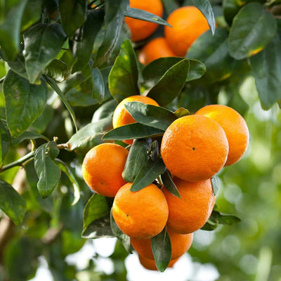 🍊 Organic Orange Essential Oil