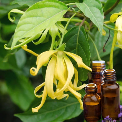 🌺 Ylang Ylang Essential Oil